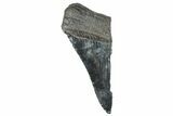 Partial Fossil Megalodon Tooth - South Carolina #277438-1